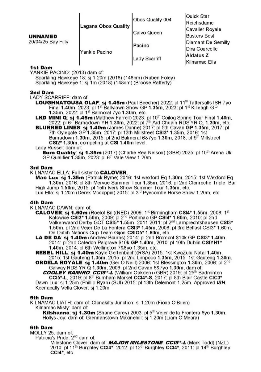 Filly foal by Lagans OBS Quality - Image 2