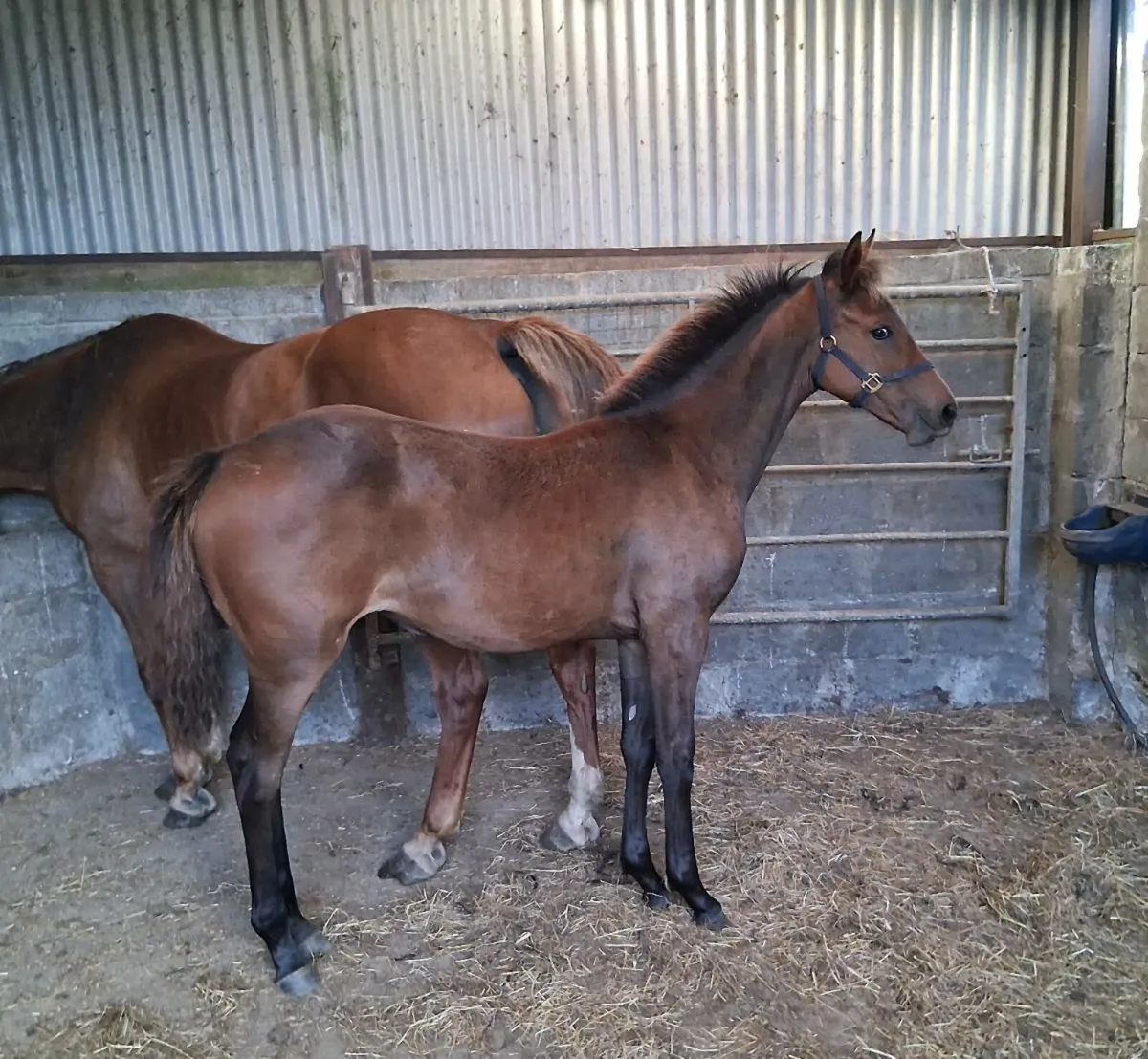 Filly foal by Lagans OBS Quality - Image 3