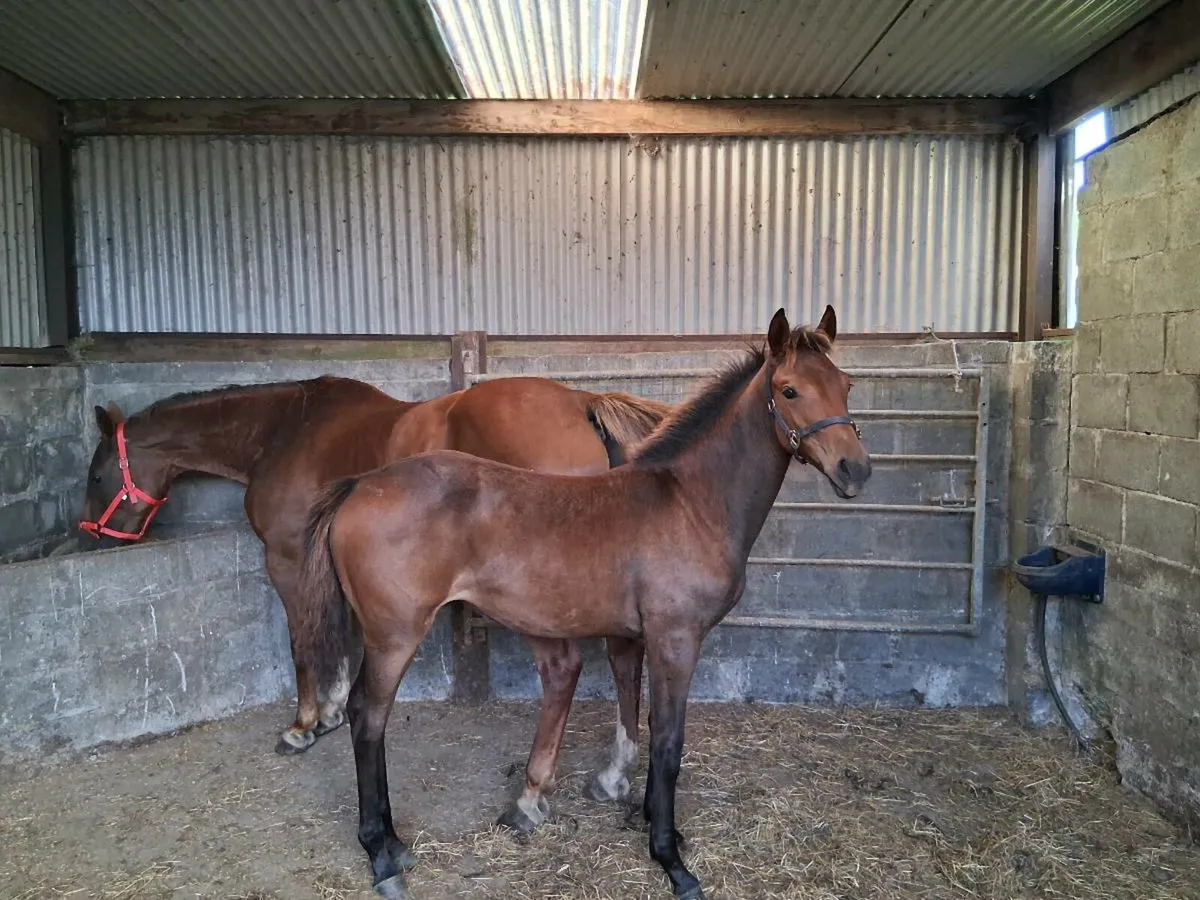 Filly foal by Lagans OBS Quality - Image 1