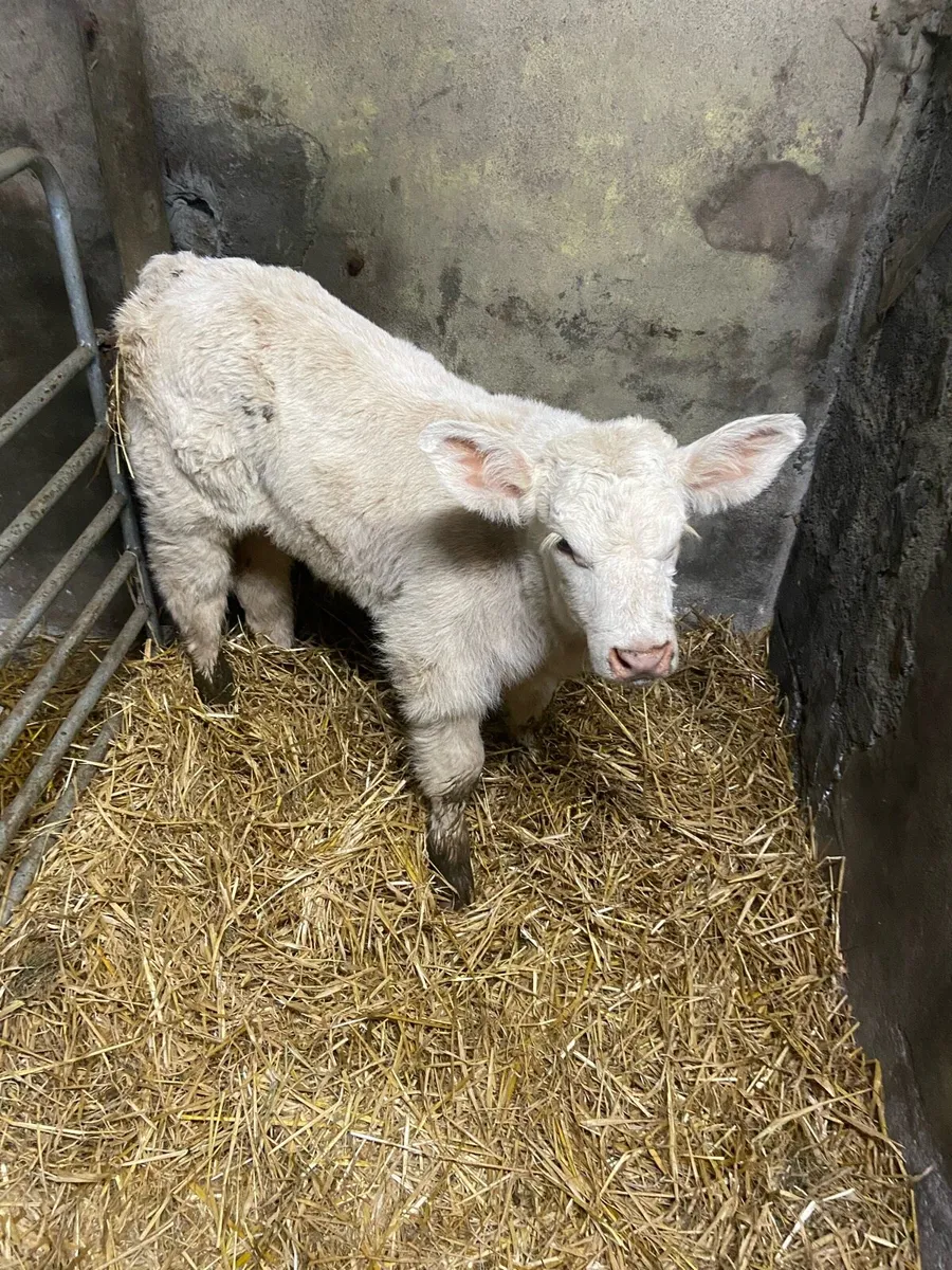 CHX hiefer calf - Image 1