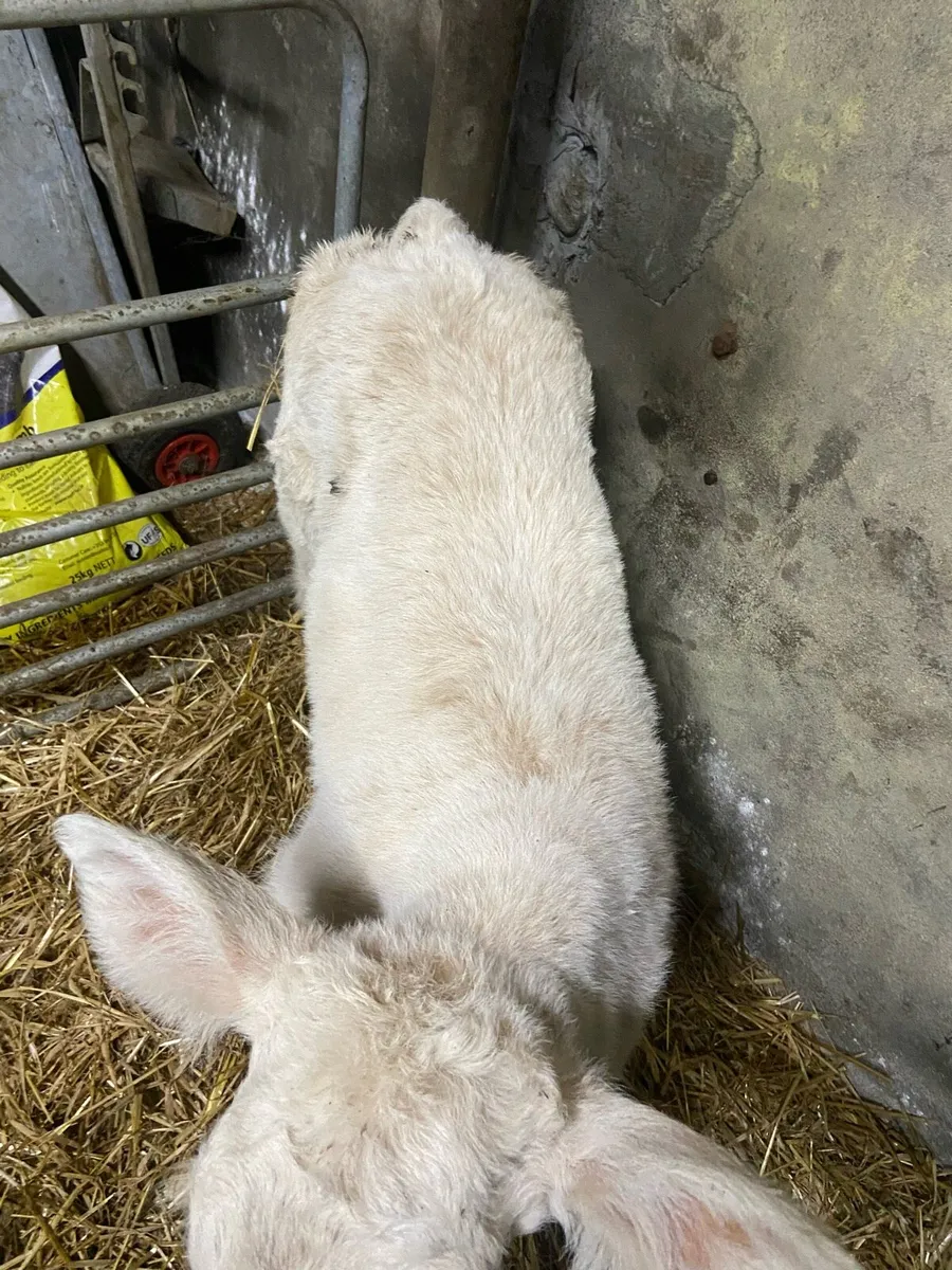 CHX hiefer calf - Image 2