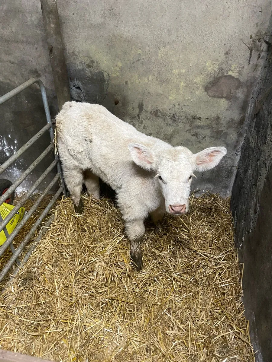 CHX hiefer calf - Image 3