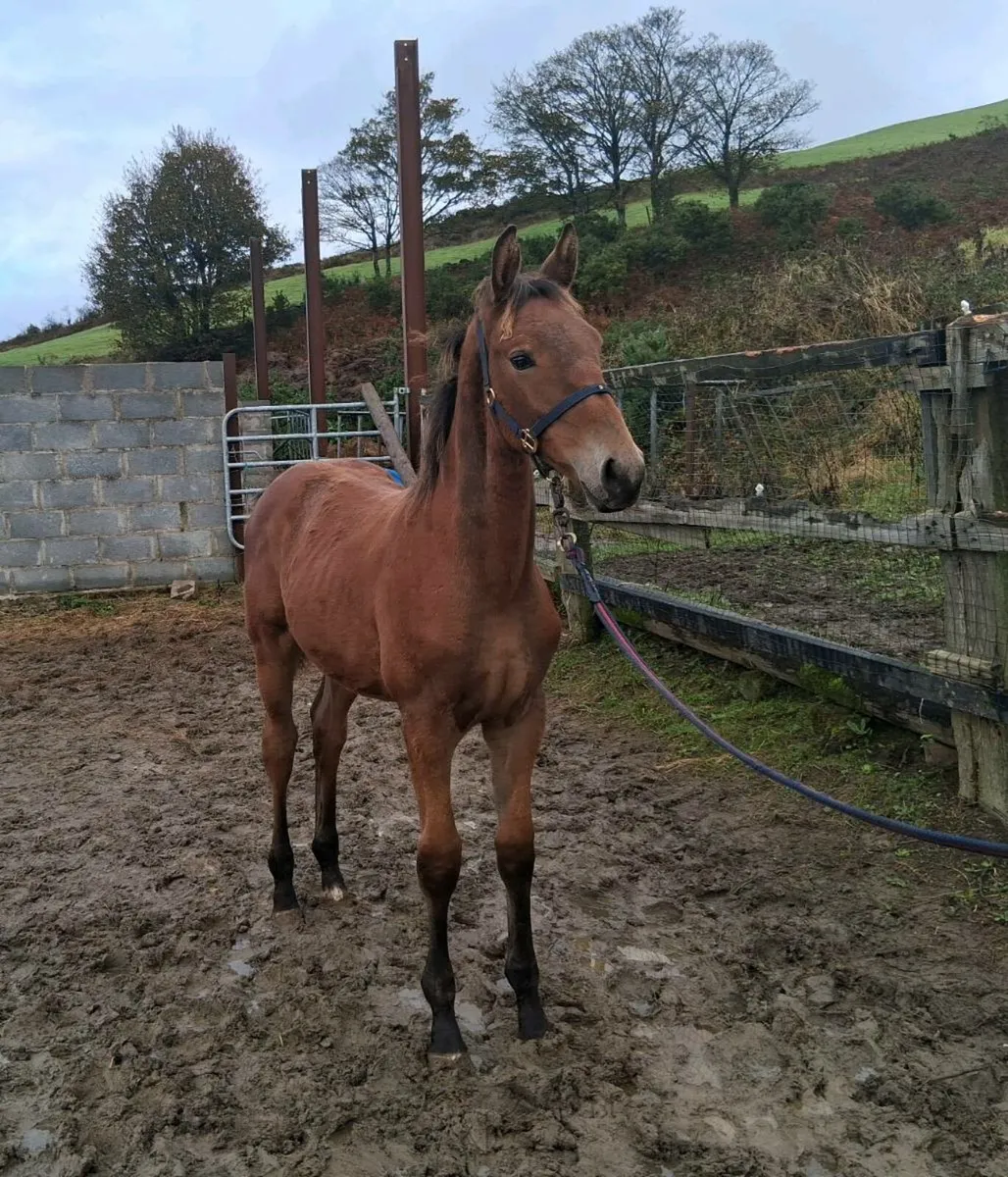 Colt foal by Grand Gru - Image 2
