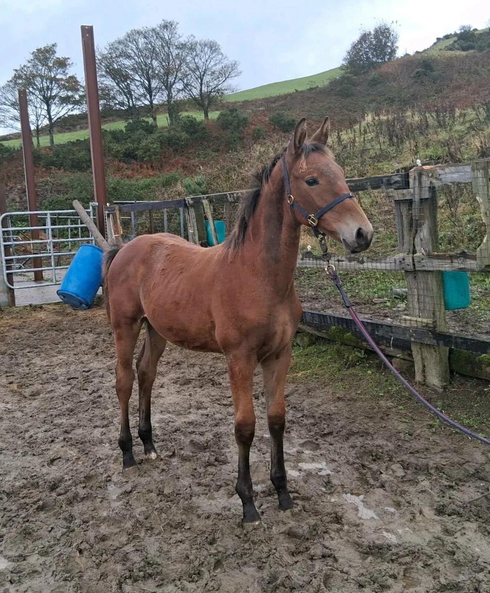 Colt foal by Grand Gru - Image 1