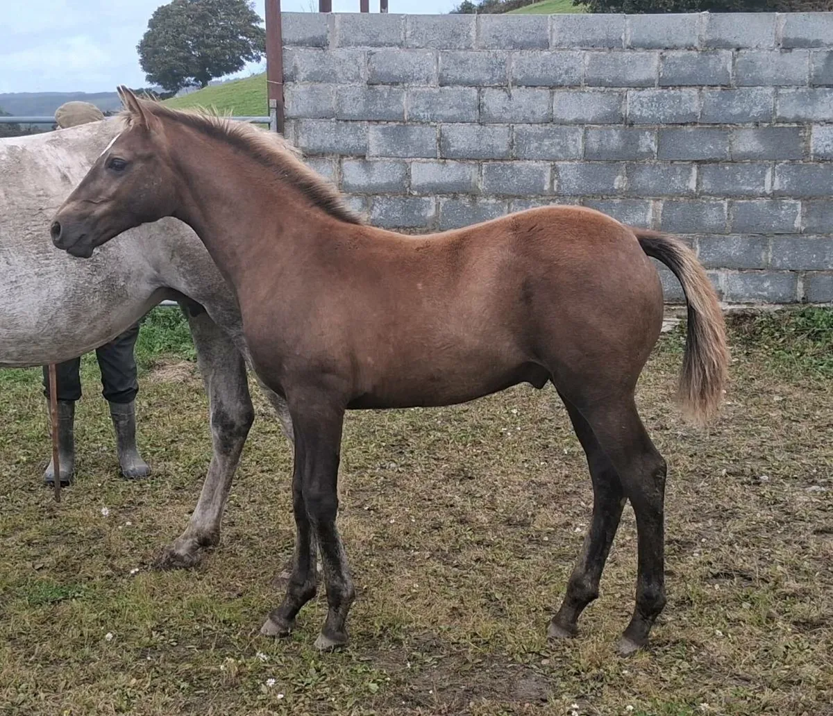 Colt foal by Lansdowne - Image 1