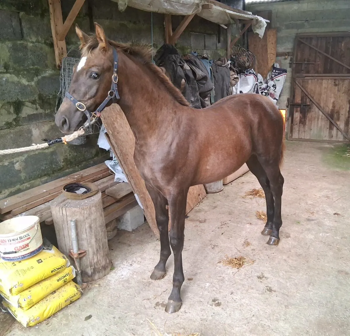 Colt foal by Lansdowne - Image 2