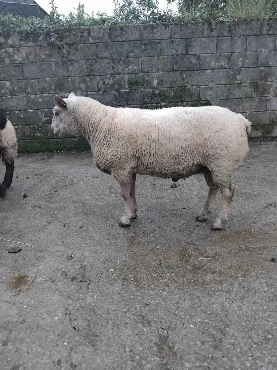 Rams for sale - Image 1