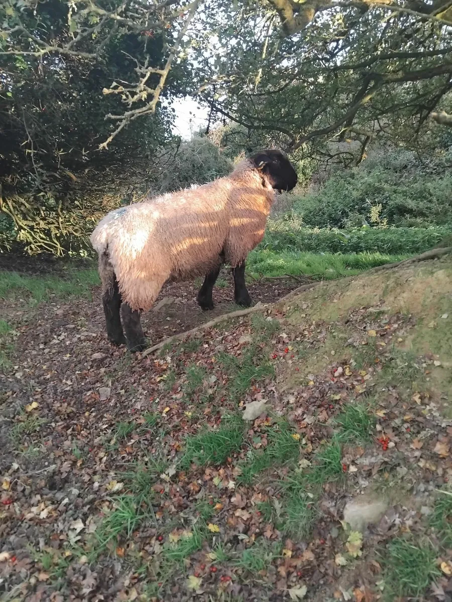 Rams for sale - Image 2