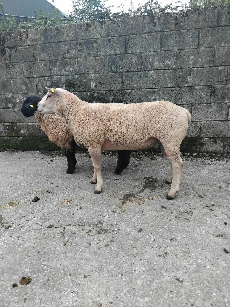 Rams for sale - Image 3