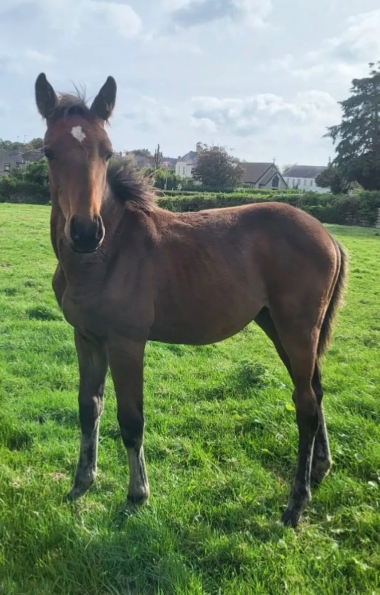 Highway TN NOP Foal - Image 1