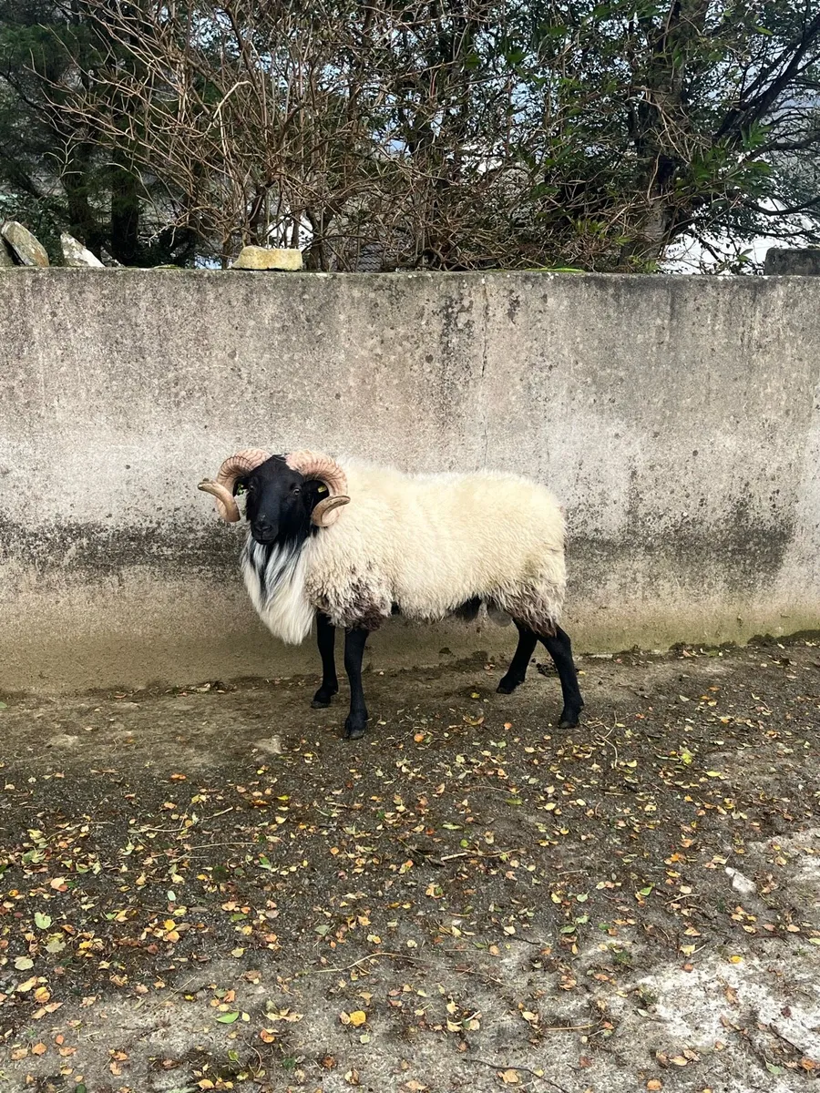 SIS Mayo Blackface Rams - Image 1