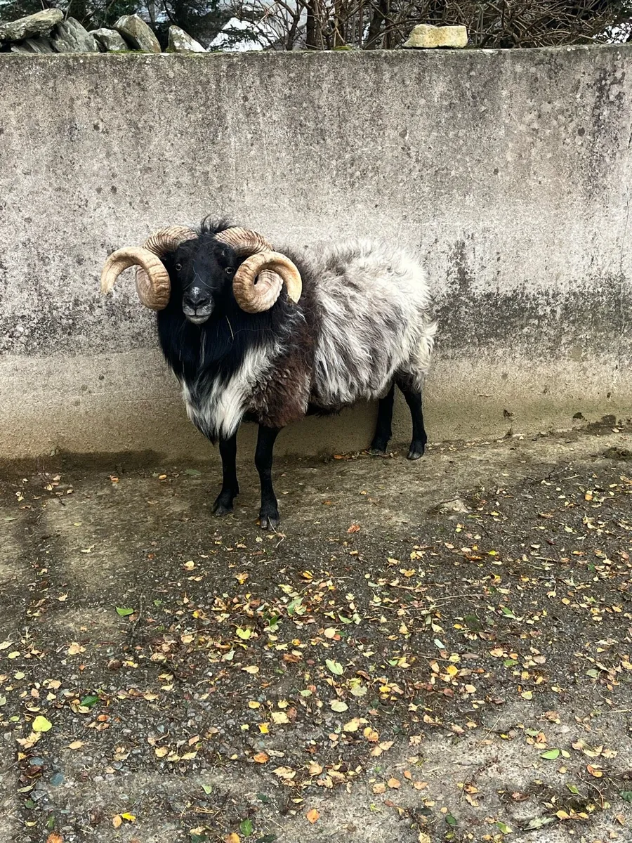 SIS Mayo Blackface Rams - Image 2