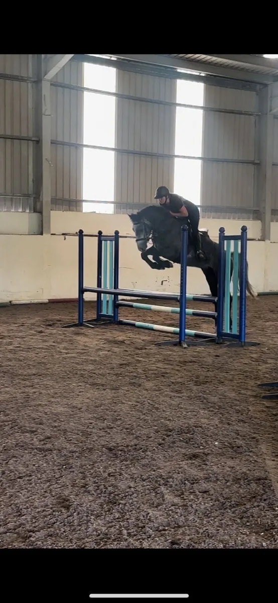 148 Connemara Gelding - Image 3