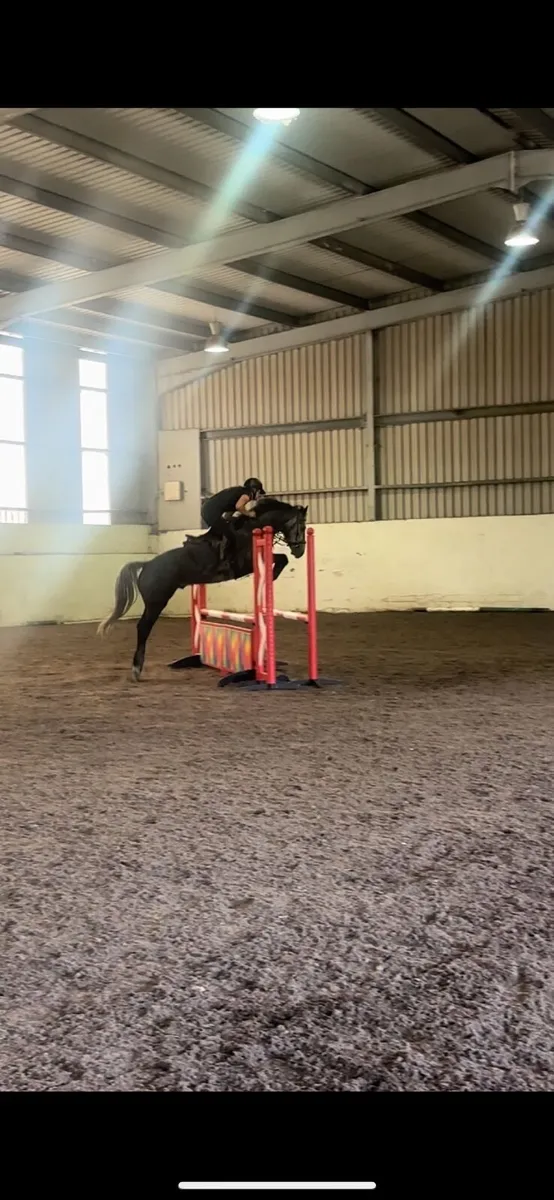 148 Connemara Gelding - Image 4
