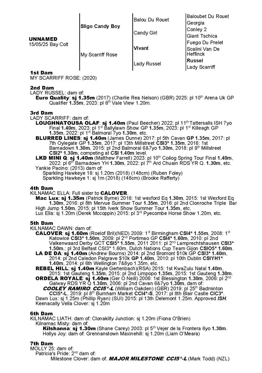 Colt foal by Sligo Candy Boy - Image 2