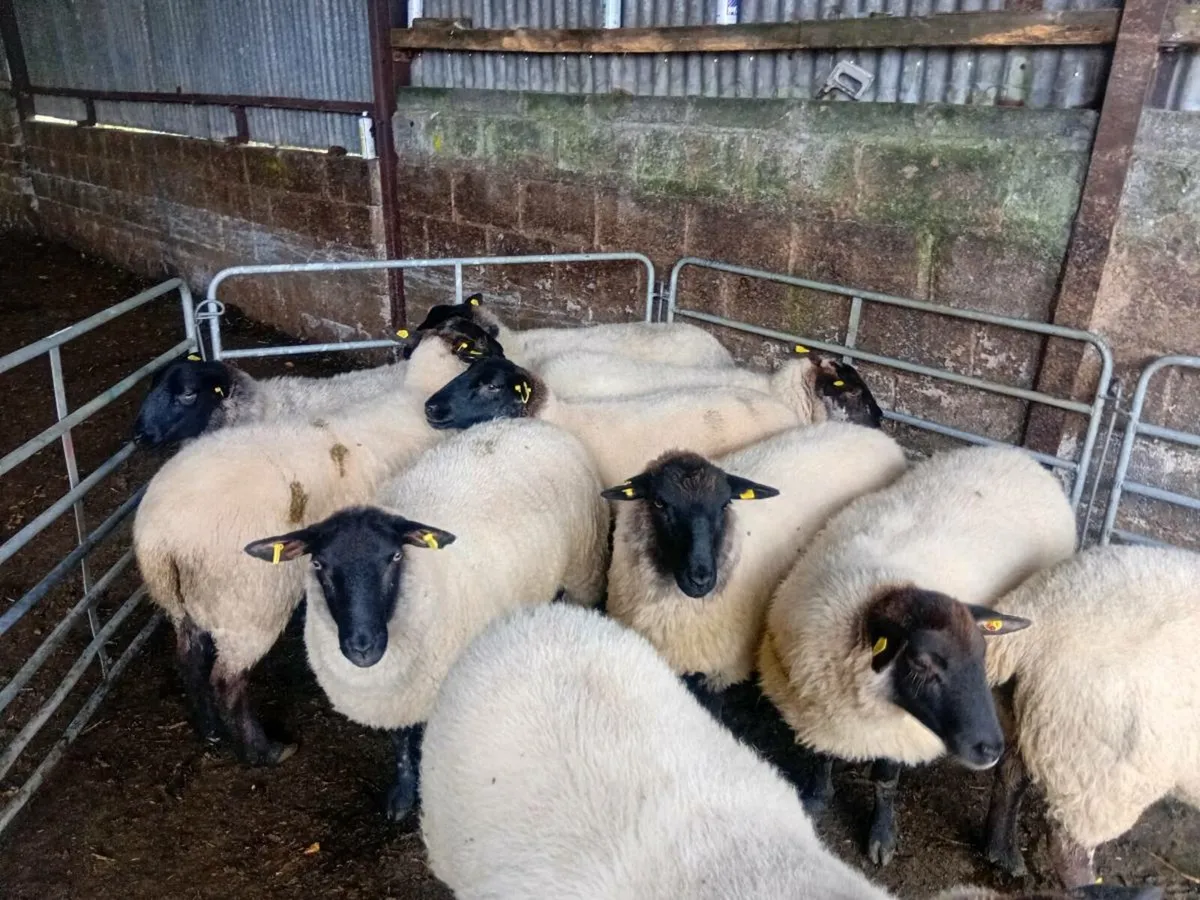 Ewe Hoggets - Image 1