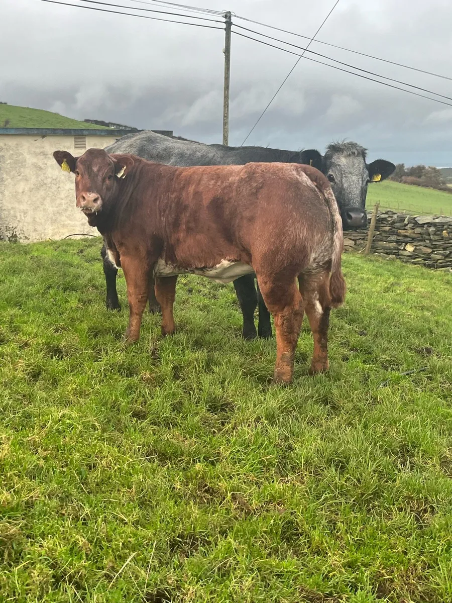 Heifers for Milford mart Saturday 11th - Image 1