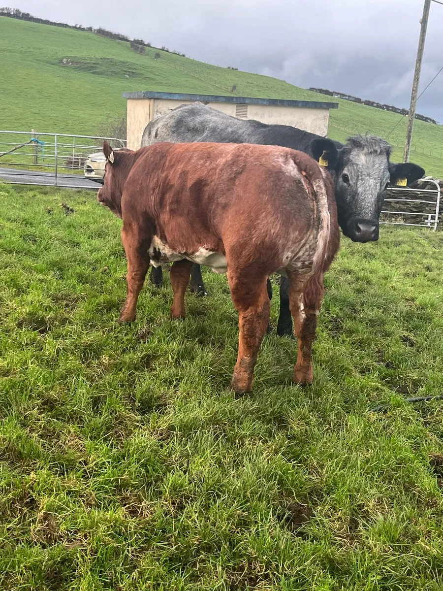 Heifers for Milford mart Saturday 11th - Image 2