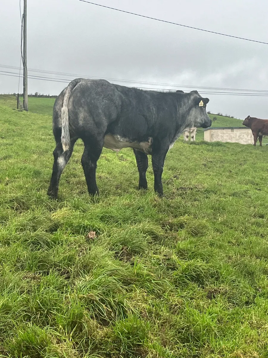 Heifers for Milford mart Saturday 11th - Image 3