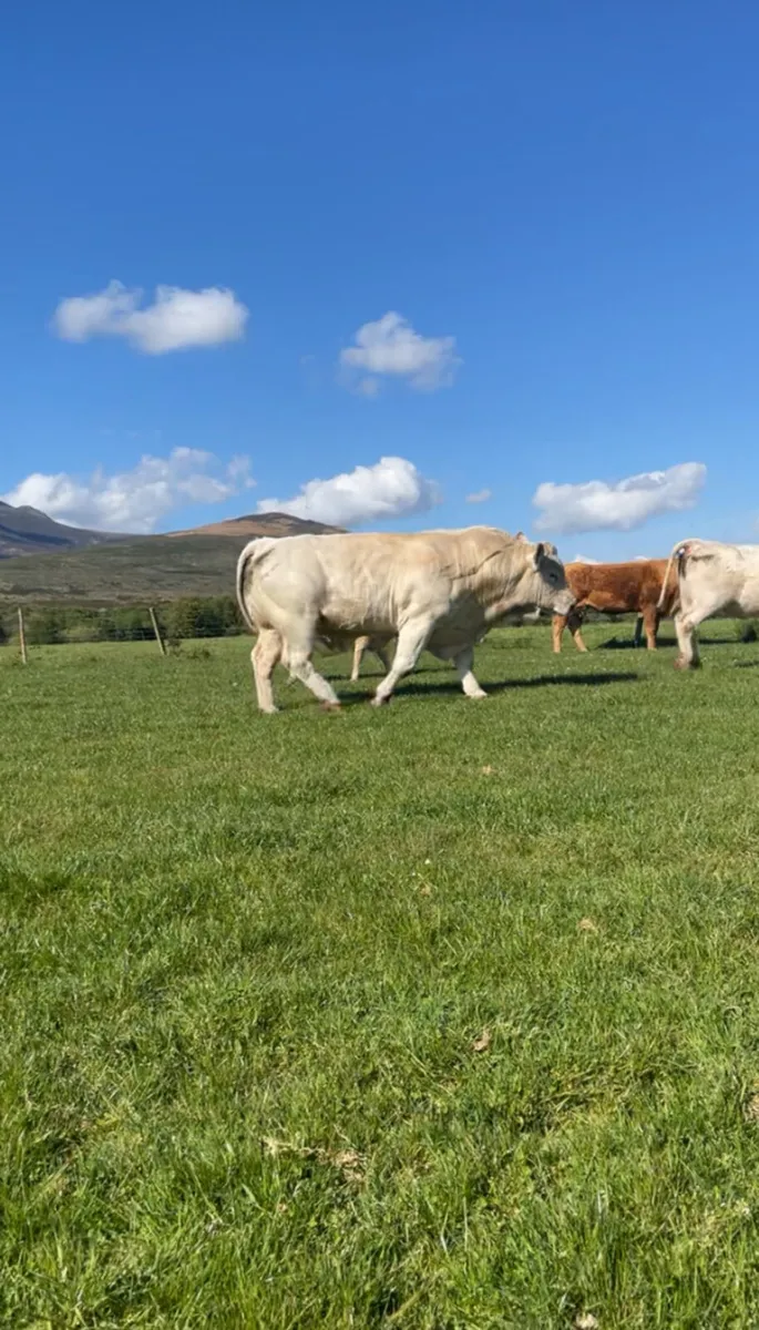 Charolais bull - Image 1