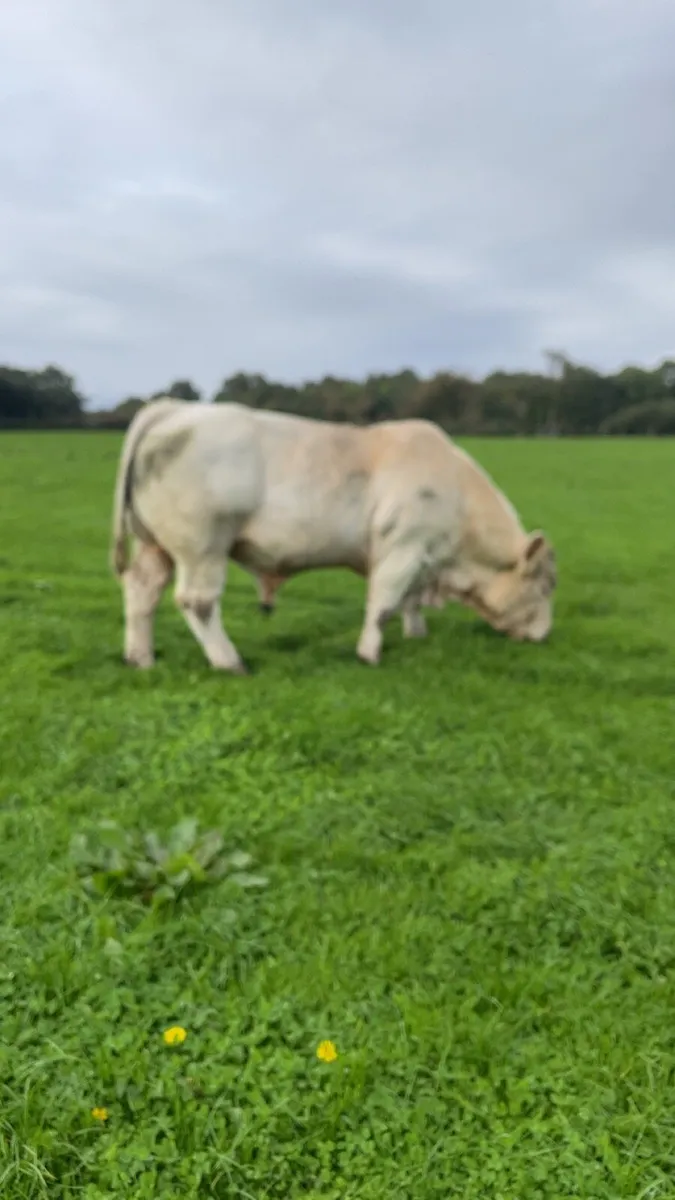 Charolais bull - Image 2