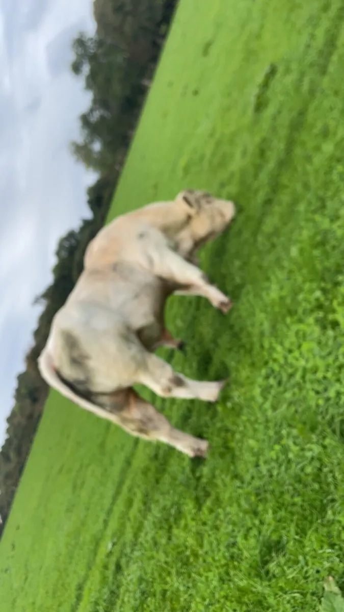 Charolais bull - Image 3