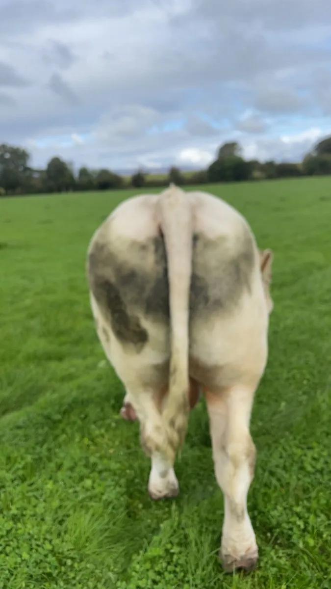 Charolais bull - Image 4