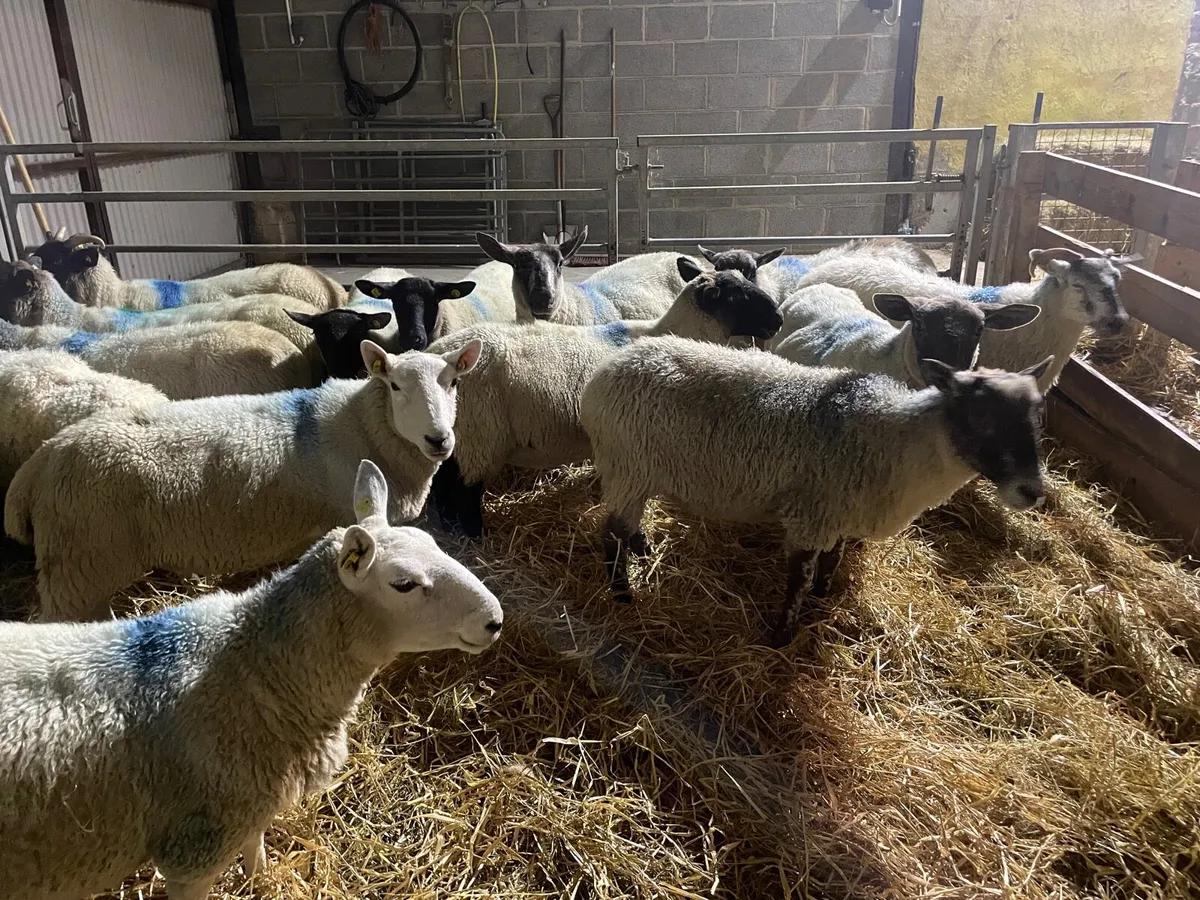 Ewes - Image 1