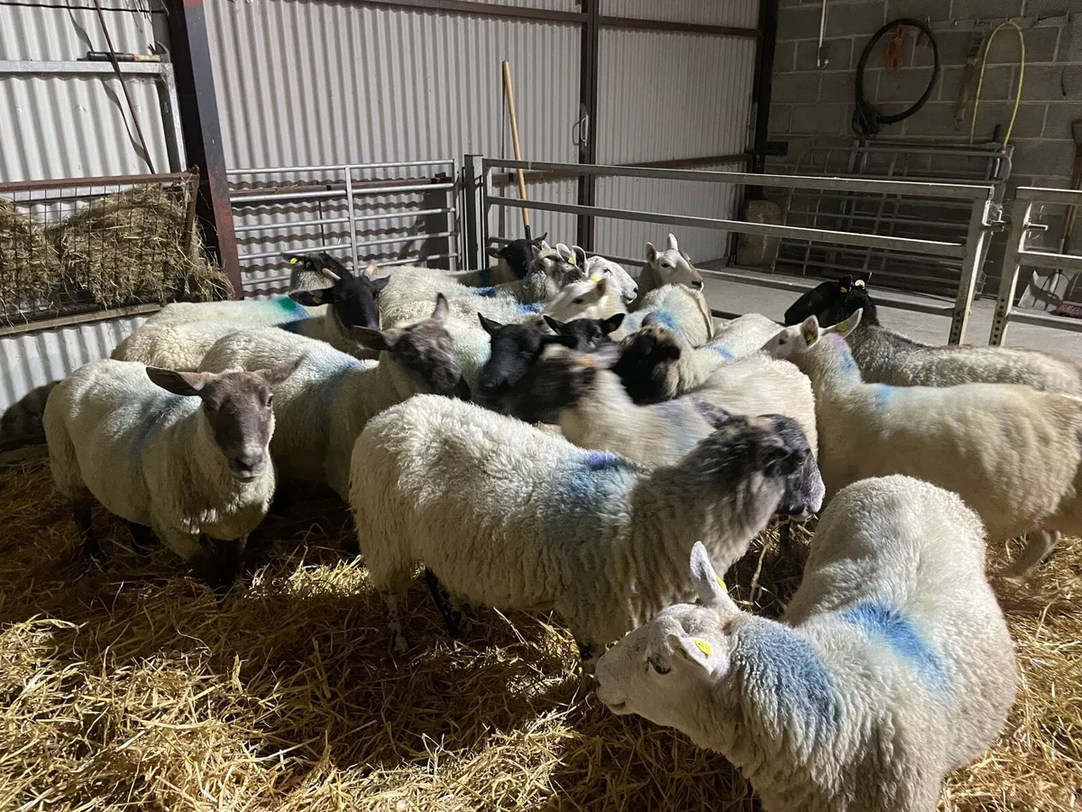 Ewes - Image 2