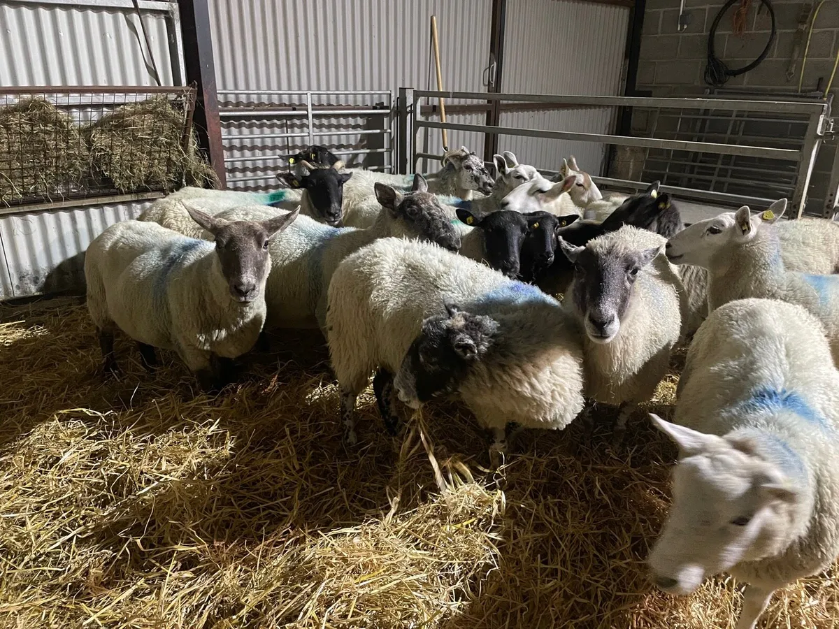 Ewes - Image 3