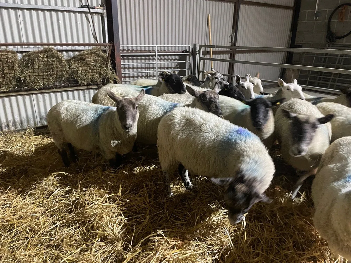 Ewes - Image 4