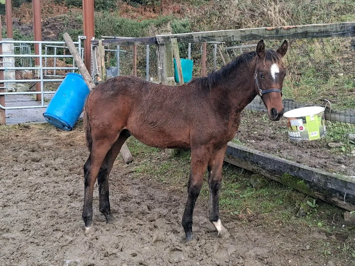 Colt foal by Sligo Candy Boy - Image 1