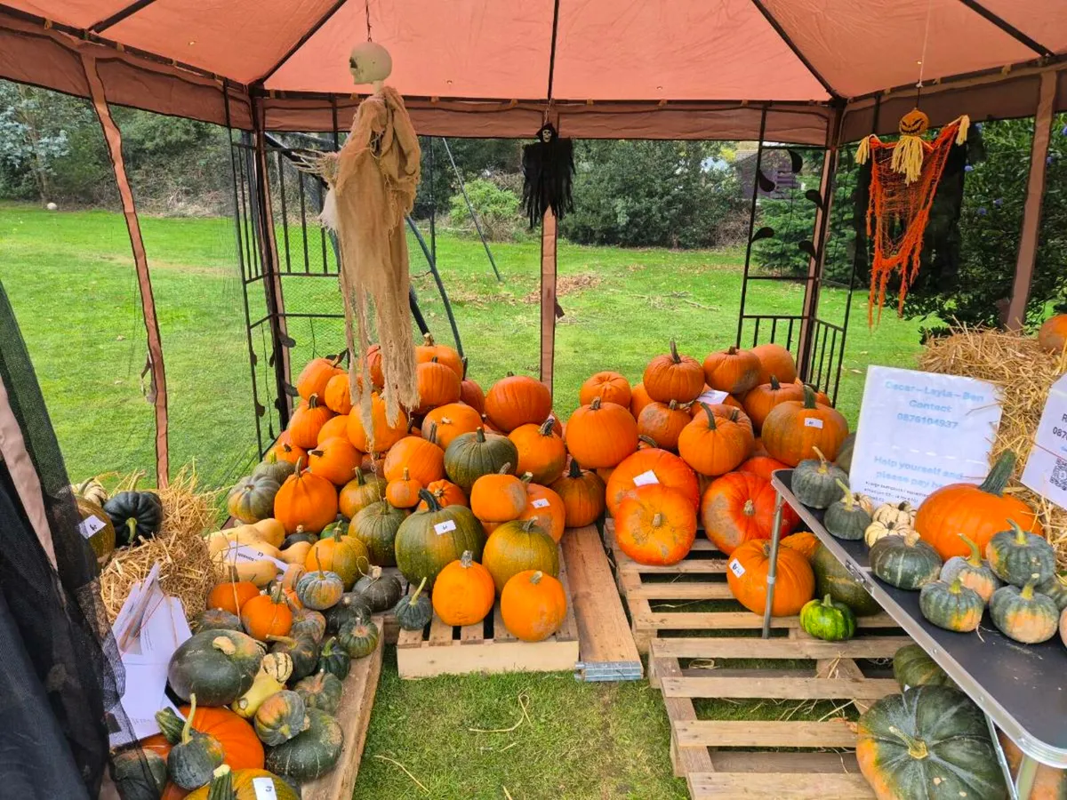 Pumpkins and Squashs Halloween 🎃 - Image 1