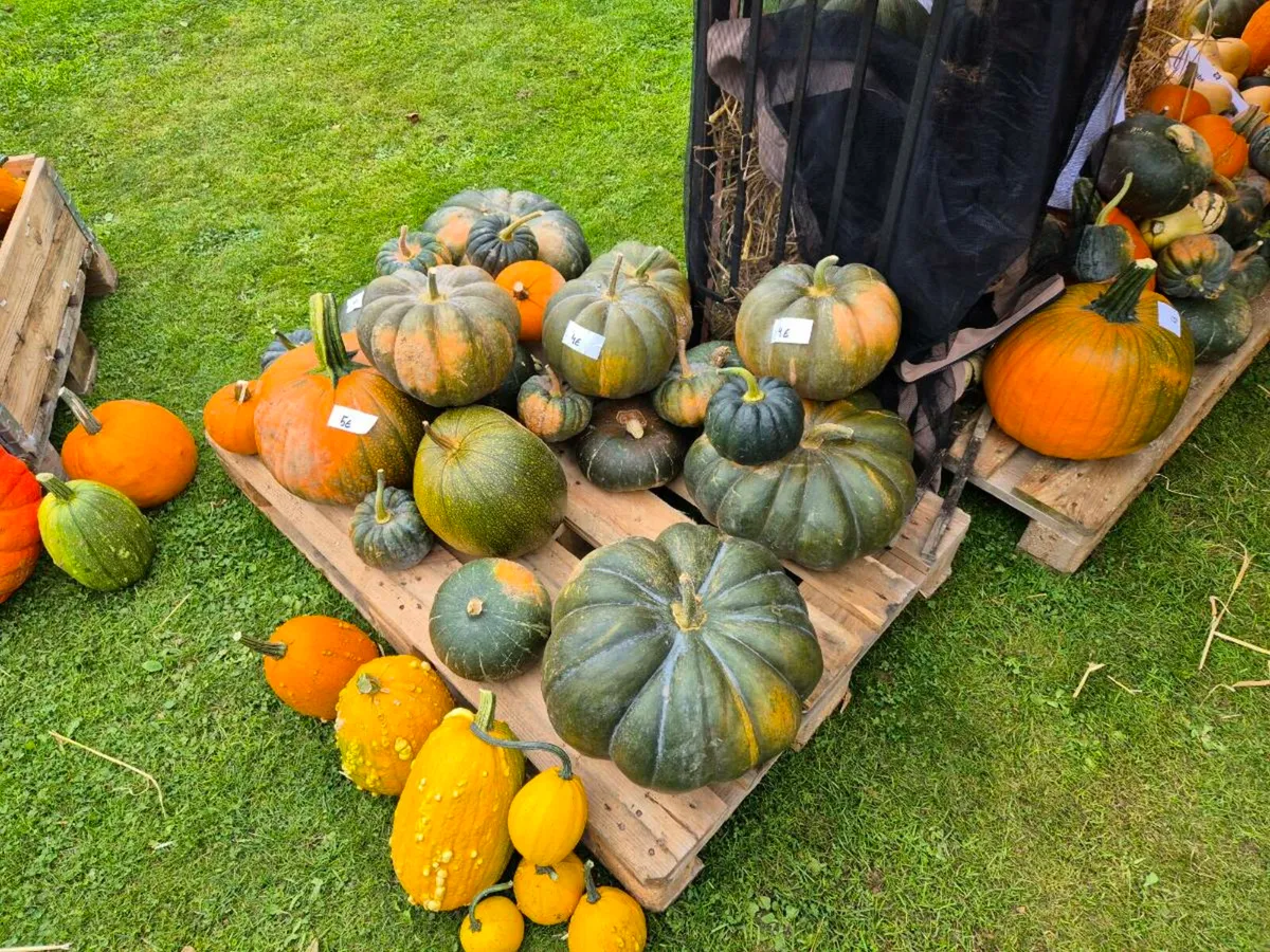 Pumpkins and Squashs Halloween 🎃 - Image 2