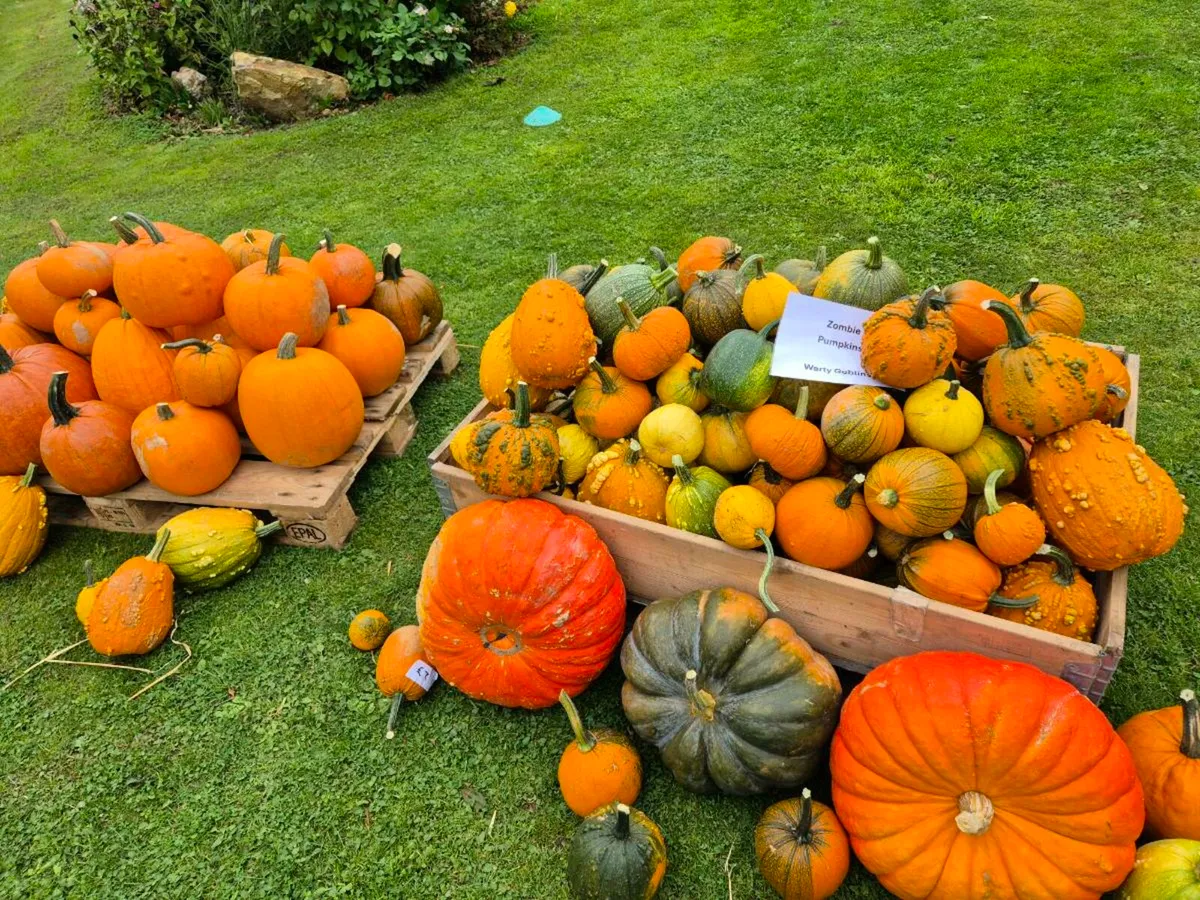 Pumpkins and Squashs Halloween 🎃 - Image 3