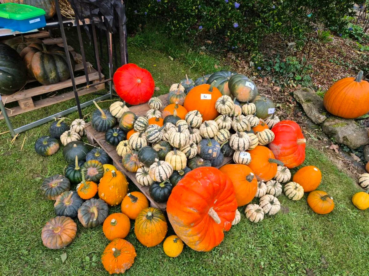 Pumpkins and Squashs Halloween 🎃 - Image 4