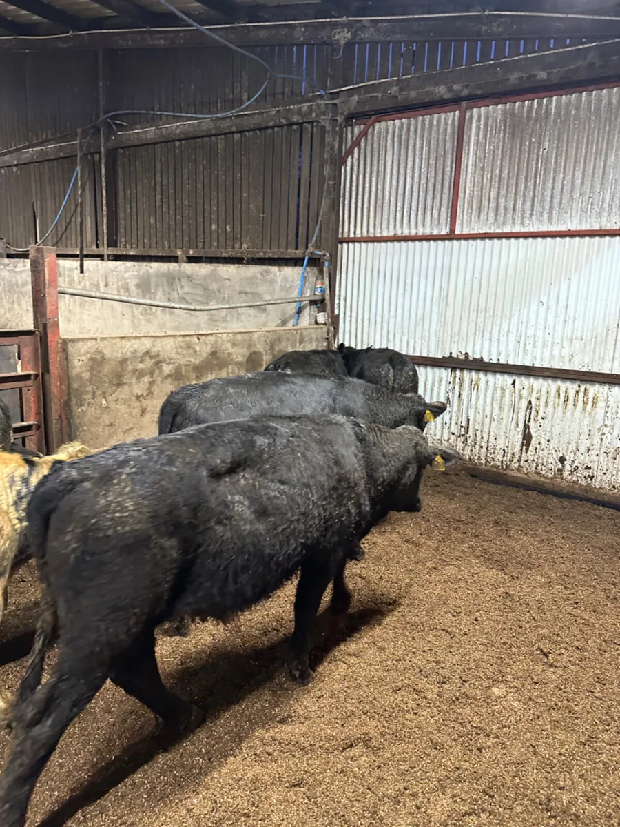 Angus and blue bulls - Image 3