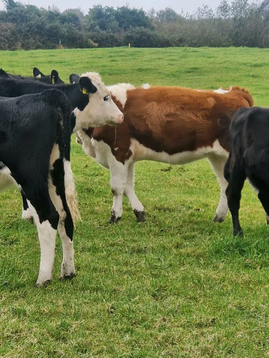 Herefred Heifer and abdereen angus heifer - Image 1