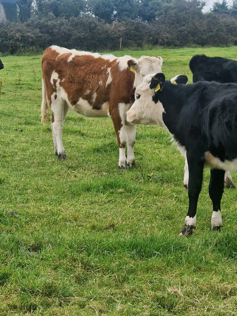 Herefred Heifer and abdereen angus heifer - Image 2
