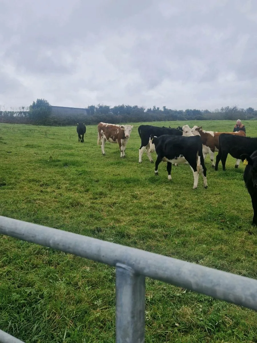 Herefred Heifer and abdereen angus heifer - Image 3