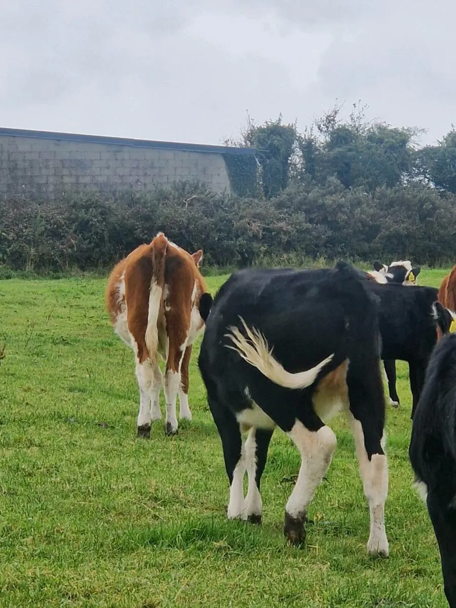 Herefred Heifer and abdereen angus heifer - Image 4