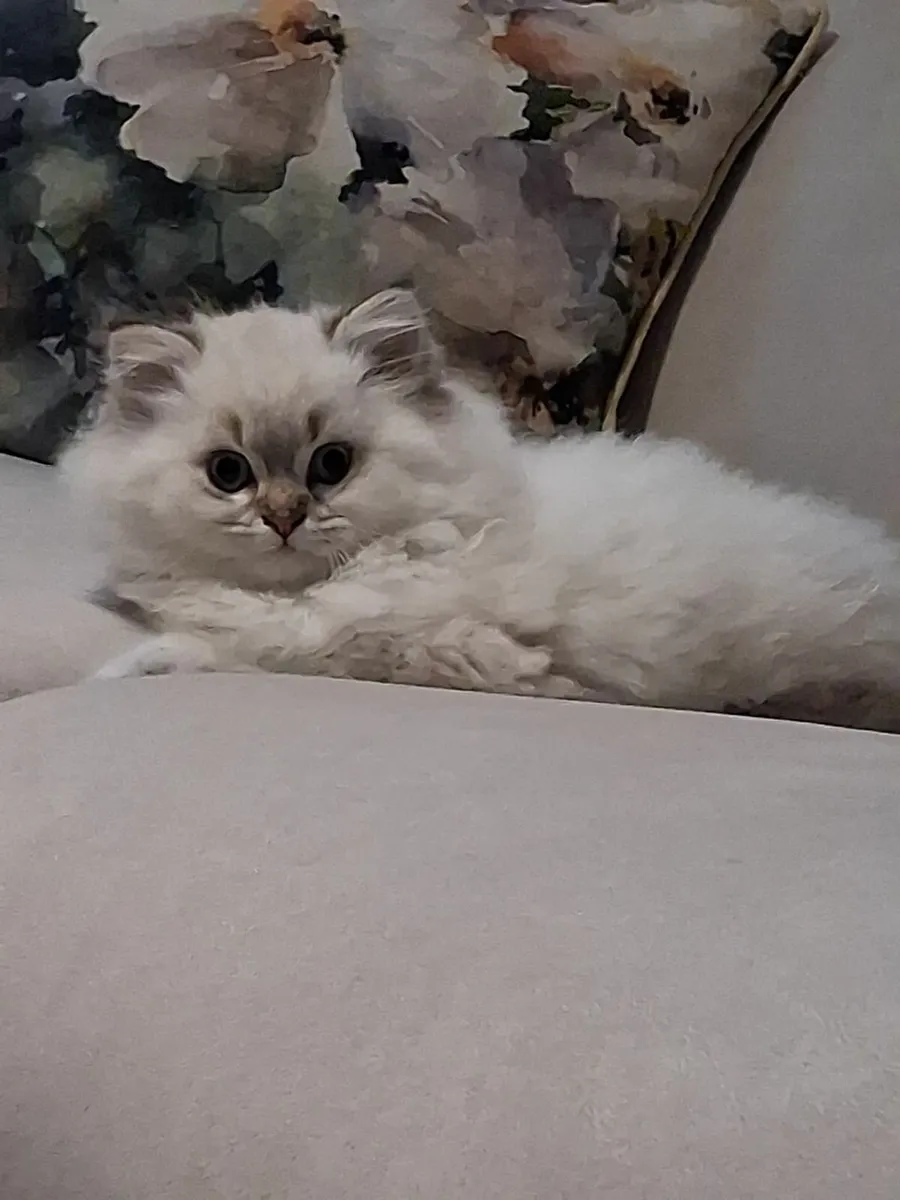 Gorgeous male kitten - Image 4