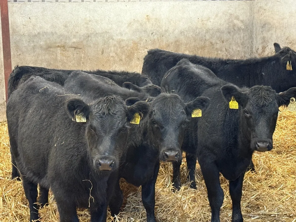 6 SUCKLER BRED ANGUS HEIFERS ( AI BRED) - Image 1