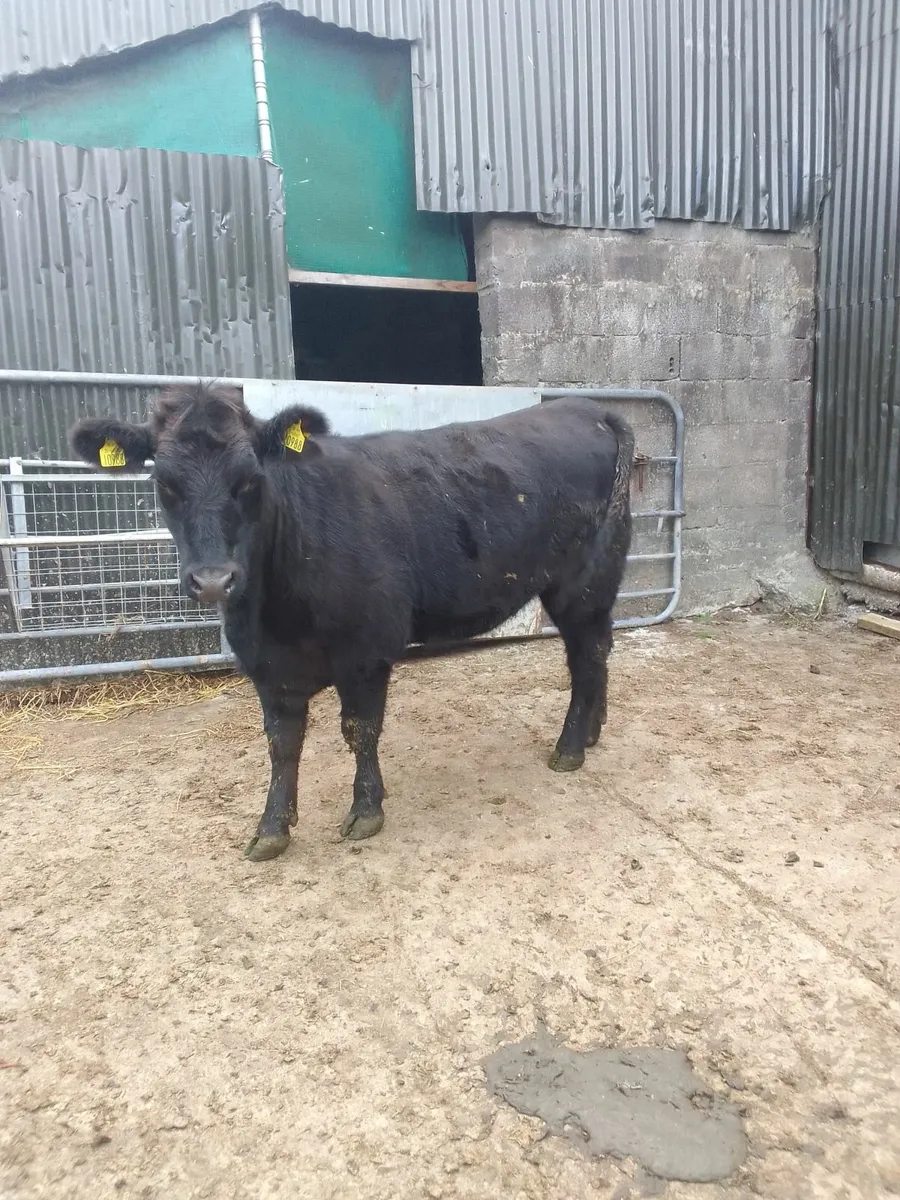 Angus - Image 1