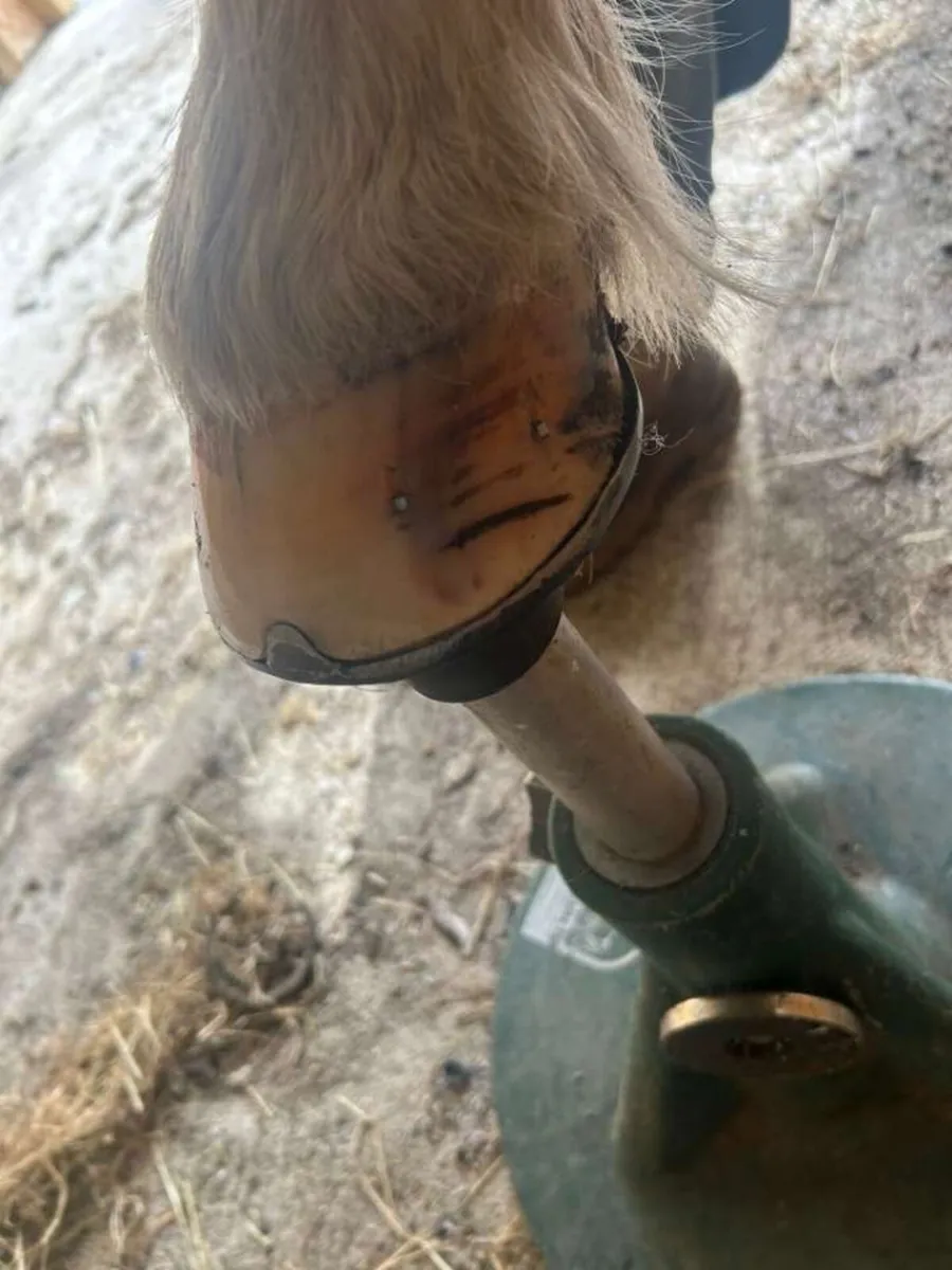 Farrier - Image 2