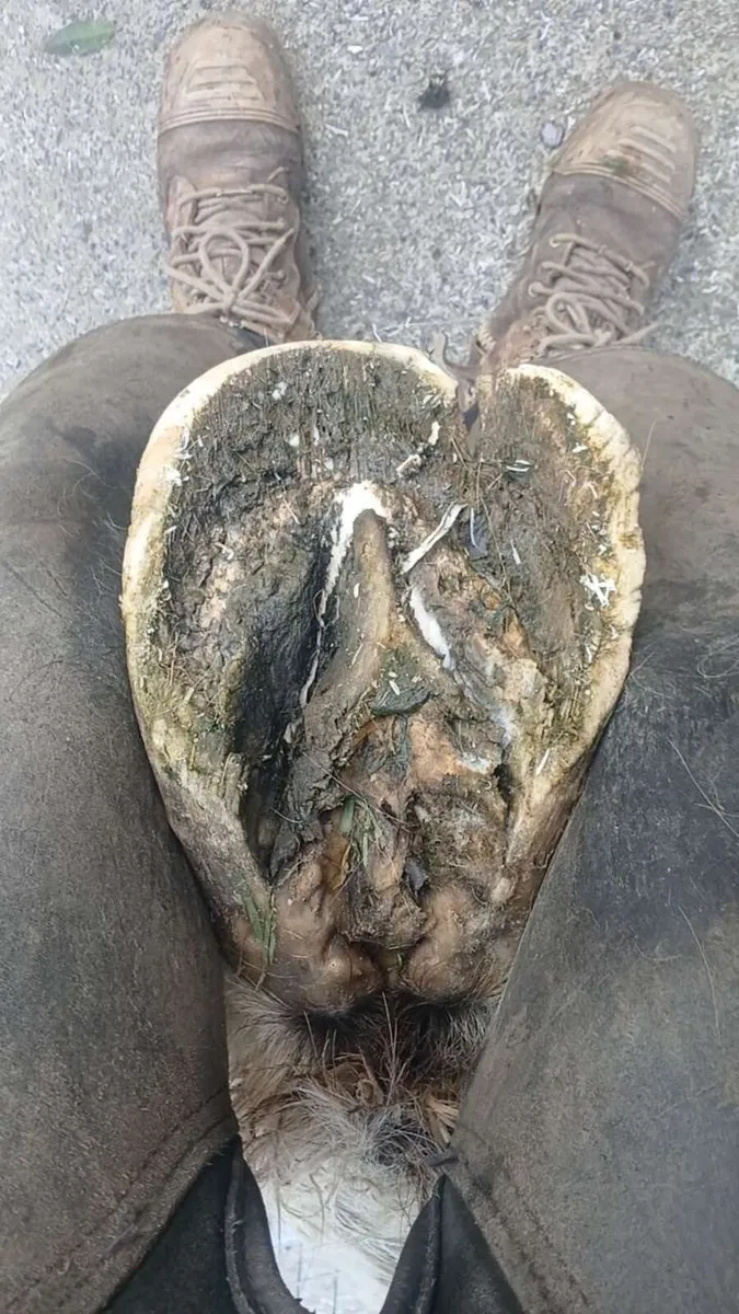 Farrier - Image 3