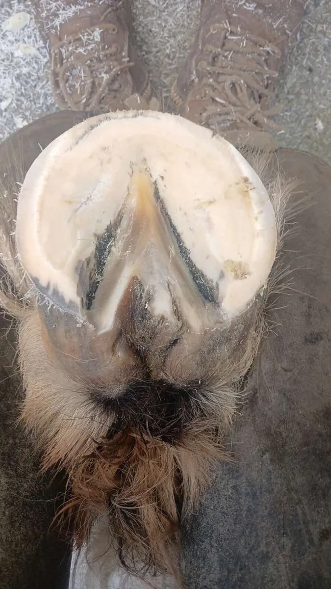 Farrier - Image 4