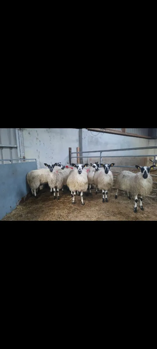 40 EWE LAMBS- Maam Cross Mart 11th Oct - Image 1