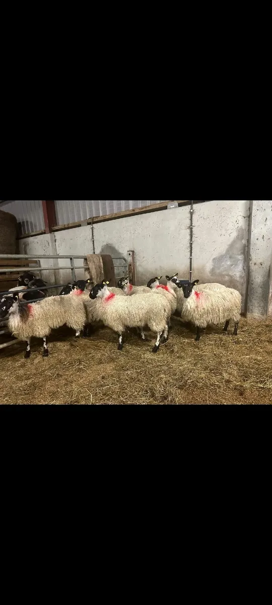 40 EWE LAMBS- Maam Cross Mart 11th Oct - Image 2