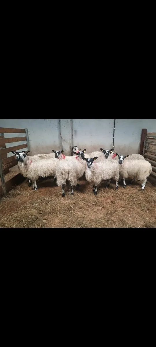40 EWE LAMBS- Maam Cross Mart 11th Oct - Image 3